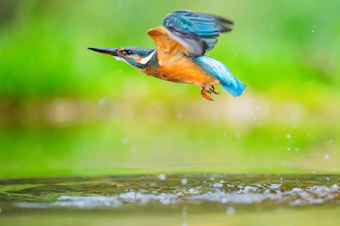 Common kingfisher (Alcedo atthis) flying out of the water after a unsuccessful hunt in late summer,