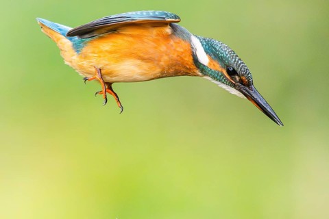 Common kingfisher (Alcedo atthis) flying into the water hunting for fish in late summer, wildife,