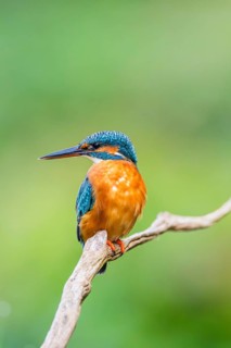 Common kingfisher (Alcedo atthis) sitting on an old wooden branch in late summer, wildife, Bavaria,