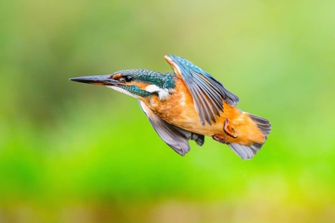 Common kingfisher (Alcedo atthis), flying, wildife, Bavaria, Germany