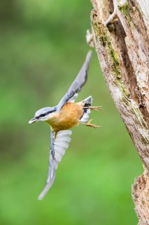 Eurasian nuthatch (Sitta europaea) flying from an old wrotten tree trunk at a swamp, Bavaria,