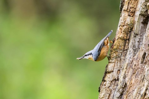 Eurasian nuthatch (Sitta europaea) sitting on an old wrotten tree trunk at a swamp, Bavaria,