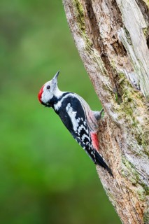 Middle spotted woodpecker (Dendrocoptes medius) sitting on an old wrotten tree trunk in late