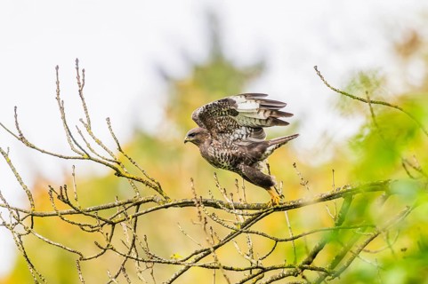 Common buzzard (Buteo buteo) sitting on a branch, Bavaria, Germany