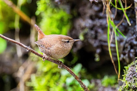 Eurasian wren (Troglodytes troglodytes) sitting on a branch, Bavaria, Germany