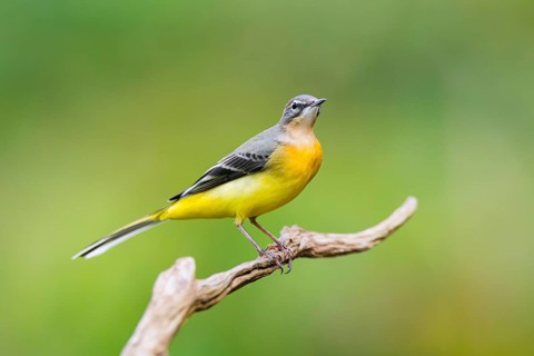 Grey Wagtail (Motacilla cinerea) sitting on a branch, wildlife, Germany
