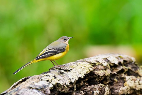 Grey Wagtail (Motacilla cinerea) sitting on an old wood, wildlife, Germany