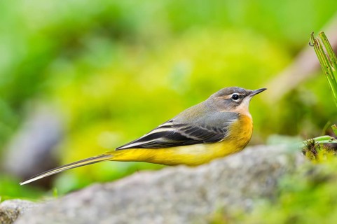 Grey Wagtail (Motacilla cinerea) sitting on the ground, wildlife, Germany