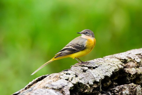 Grey Wagtail (Motacilla cinerea) sitting on an old wood, wildlife, Germany