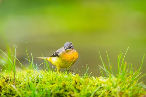 Grey Wagtail (Motacilla cinerea) hunting at a little lake in a swamp, wildlife, Germany