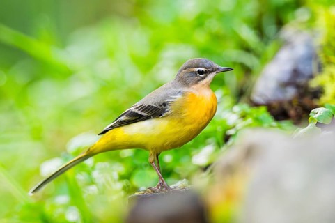 Grey Wagtail (Motacilla cinerea) sitting on the ground, wildlife, Germany