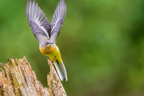 Grey Wagtail (Motacilla cinerea) starts flying, wildlife, Germany