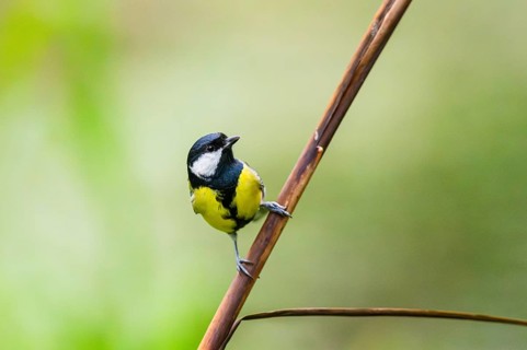 Great tit (Parus major) sitting on stem of a reed at a swamp, Bavaria, Germany