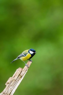 Great tit (Parus major) sitting on an old wrotten tree trunk at a swamp, Bavaria, Germany