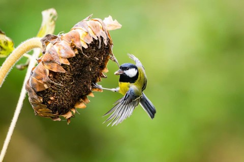 Great tit (Parus major) landing on an old sunflower blossom with seeds inside, Bavaria, Germany