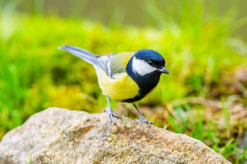 Great tit (Parus major) sitting on a rock at a swamp, Bavaria, Germany
