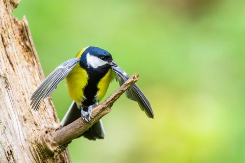 Great tit (Parus major) spreading its wings while sitting on the branch of on an old wrotten tree