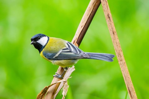 Great tit (Parus major) sitting on stem of a reed at a swamp, Bavaria, Germany