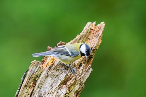 Great tit (Parus major) sitting on an old wrotten tree trunk at a swamp, Bavaria, Germany
