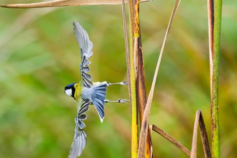 Great tit (Parus major) flying from a stem of a reed at a swamp, Bavaria, Germany