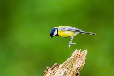 Great tit (Parus major) sitting on an old wrotten tree trunk at a swamp, Bavaria, Germany