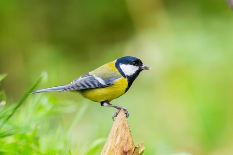 Great tit (Parus major) sitting on a wood at a swamp, Bavaria, Germany