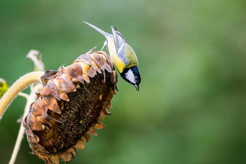Great tit (Parus major) sitting on an old sunflower blossom with seeds inside, Bavaria, Germany