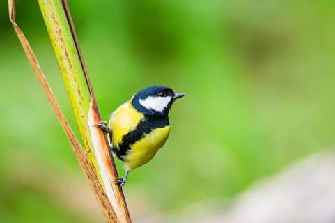 Great tit (Parus major) sitting on stem of a reed at a swamp, Bavaria, Germany