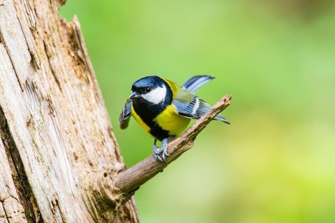 Great tit (Parus major) spreading its wings while sitting on the branch of on an old wrotten tree