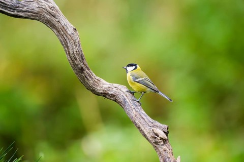 Great tit (Parus major) sitting on an old wood at a swamp, Bavaria, Germany
