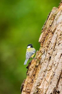 Great tit (Parus major) sitting on an old wrotten tree trunk at a swamp, Bavaria, Germany