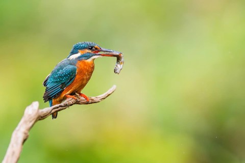 Common kingfisher (Alcedo atthis) sitting on an old wooden branch eating his fresh cought fish in