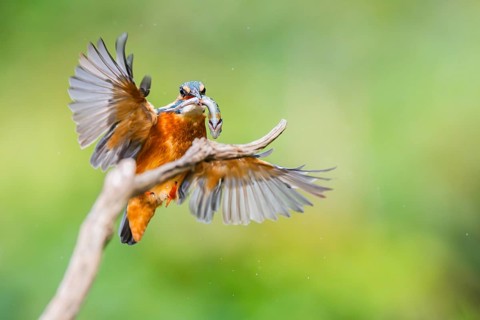 Common kingfisher (Alcedo atthis) landing on an old wooden branch with a fresh cought fish in his