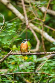 Common kingfisher (Alcedo atthis) sitting on an old wooden branch in late summer, wildife, Bavaria,