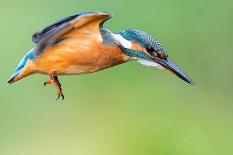 Common kingfisher (Alcedo atthis) flying into the water hunting for fish in late summer, wildife,