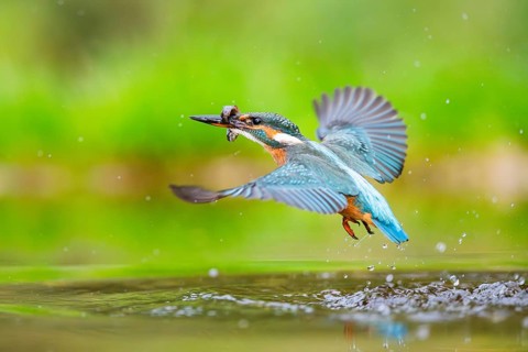 Common kingfisher (Alcedo atthis) flying out of the water with a fresh cought fish in his beak in