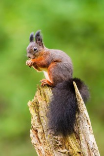 Red squirrel (Sciurus vulgaris) sitting on an old wrotten tree trunk in a forest, Bavaria, Gernany