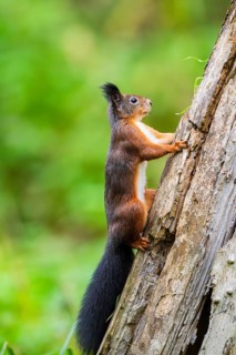 Red squirrel (Sciurus vulgaris) climbing up an old wrotten tree trunk in a forest, Bavaria, Gernany