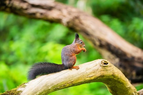 Red squirrel (Sciurus vulgaris) sitting on an old wrotten tree trunk in a forest, Bavaria, Gernany