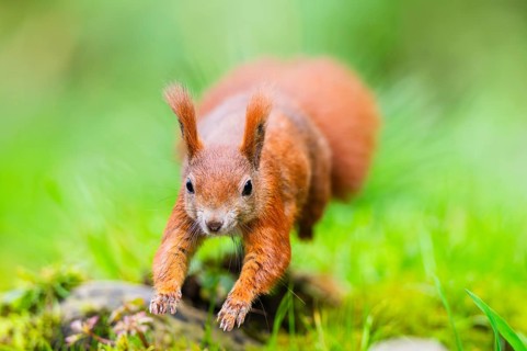 Red squirrel (Sciurus vulgaris) running in the grass, Bavaria, Gernany