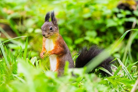 Red squirrel (Sciurus vulgaris) sitting in the grass, Bavaria, Gernany