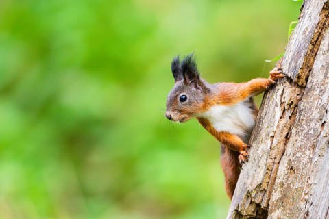 Red squirrel (Sciurus vulgaris) climbing up an old wrotten tree trunk in a forest, Bavaria, Gernany