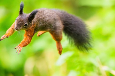 Red squirrel (Sciurus vulgaris) jumping in the air in a forest, Bavaria, Gernany