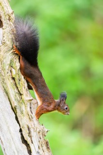 Red squirrel (Sciurus vulgaris) hanging on an old wrotten tree trunk in a forest, Bavaria, Gernany