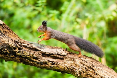Red squirrel (Sciurus vulgaris) running on an old wrotten tree trunk in a forest, Bavaria, Gernany