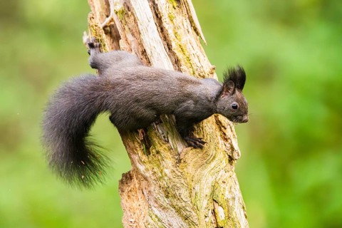 Red squirrel (Sciurus vulgaris) climbing up an old wrotten tree trunk in a forest, Bavaria, Gernany