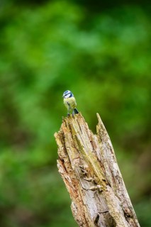 Eurasian blue tit (Cyanistes caeruleus) sitting on an old wrotten tree trunk at a swamp, Bavaria,