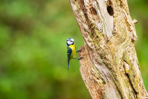 Eurasian blue tit (Cyanistes caeruleus) sitting on an old wrotten tree trunk at a swamp, Bavaria,