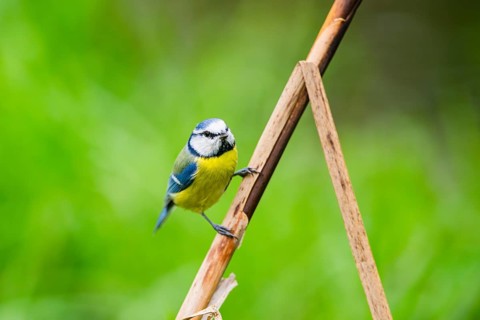 Eurasian blue tit (Cyanistes caeruleus) sitting on stem of a reed at a swamp, Bavaria, Germany