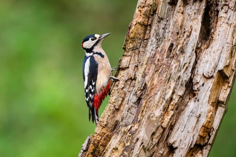 Great spotted woodpecker (Dendrocopos major) sitting on an old wrotten tree trunk in late summer,